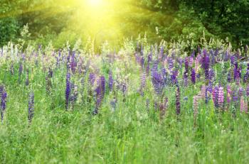 Wild lupines growing in green grass and bright sunlight