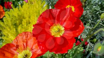 Closeup of beautiful red poppies