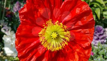 Beautiful bright red poppy close up