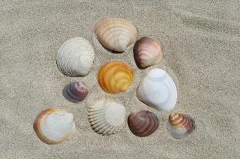 Sea shells on the sand background