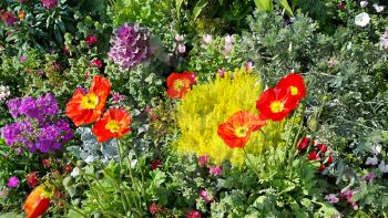 Beautiful nature background of colorful bright flowerbed 
