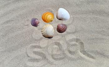 Sand background with closeup seashells and word ''sea''