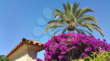 Bougainvillea bush, palm tree and part traditional spain architecture on a clear blue sky background