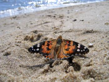 Painted Lady Butterfly sitting on the sand near the water