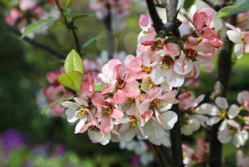 Closeup of beautiful flowers of spring bloom tree
