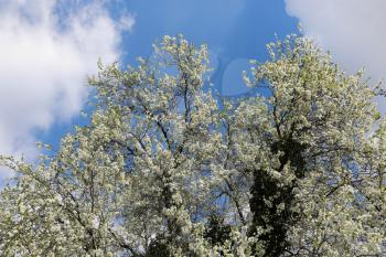 Spring flowering tree against a blue sky with clouds