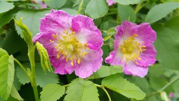 Beautiful flowers of a pink wild rose