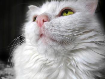 Portrait of a white cat with green eyes looking up, close-up                               