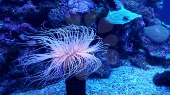 Amazing marine animals closeup (anemonia, actinia, anemone)