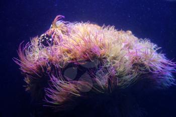 Amazing marine animals closeup in aquarium (anemonia, actinia, anemone)