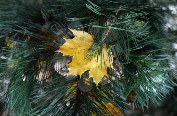 Bright yellow leaf of autumn maple stuck in coniferous tree branches