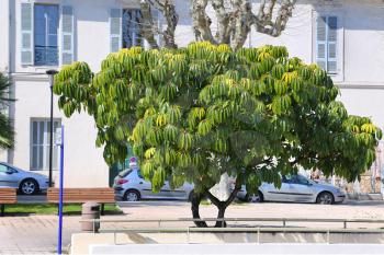 Schefflera pueckleri, beautiful exotic tree on street of Menton, French Riviera, France