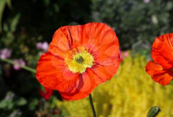 Close-up of bright beautiful red poppy