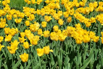 Beautiful bright yellow tulips closeup