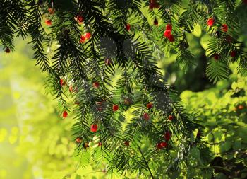 Red berries growing on evergreen yew tree in sunlight, European yew (taxus baccata) tree