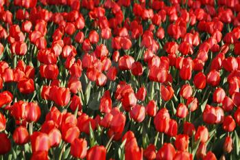 Beautiful bright red tulips, natural background 