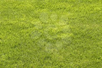 Natural green shorn lawn closeup background