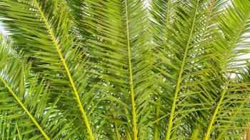 Illustration of palm branches closeup nature background