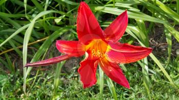Closeup of beautiful bright red daylily on a sunny day