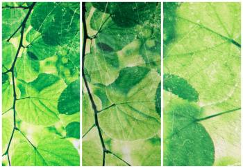 Abstract green collage from fresh leaves of linden tree