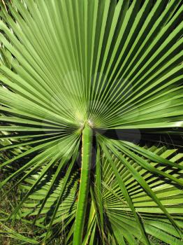 Branch of large green leaf of tropical palm, close-up nature background             