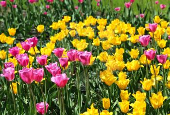 Beautiful bright colorful tulips on a sunny day
