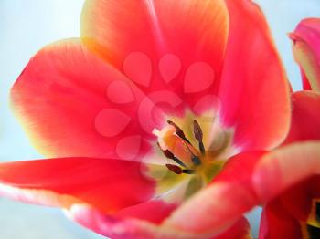 Closeup of beautiful tulip flower