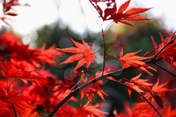Close-up of bright red Japanese maple or Acer palmatum leaves on the autumn garden