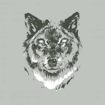 Hand drawn wolf sketch on gray background