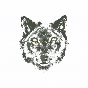 Hand drawn wolf sketch on white background
