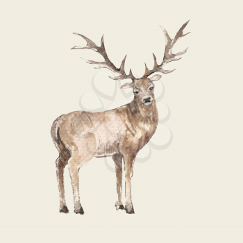Illustration of hand drawn deer, watercolor style