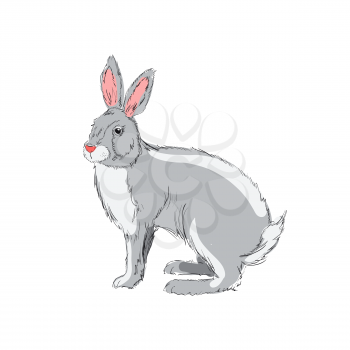 Illustration of hand drawn rabbit isolated on white background