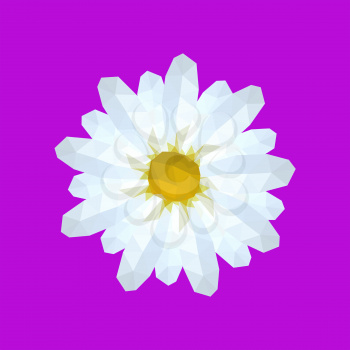 Illustration of beautiful origami white daisy isolated on violet background
