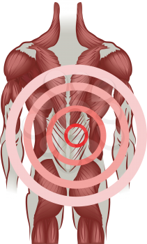 Royalty Free Clipart Image of Human Muscles