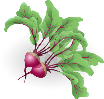 Royalty Free Clipart Image of Beetroots 