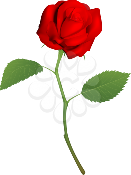 An illustration of a beautiful red rose