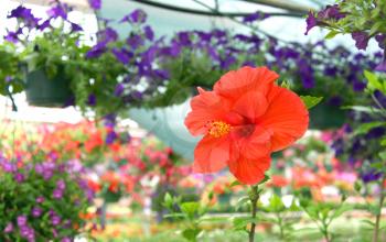 Royalty Free Photo of an Orange Flower in a Greenhouse