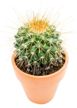 Cactus plant isolated over white