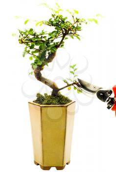 Pruning shears cutting a branch of potted plant isolated over white
