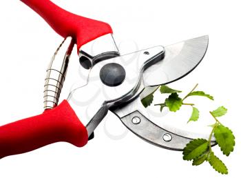 Close-up of a pruning shears pruning a plant isolated over white