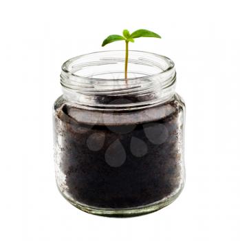 Plant growing in a jar isolated over white
