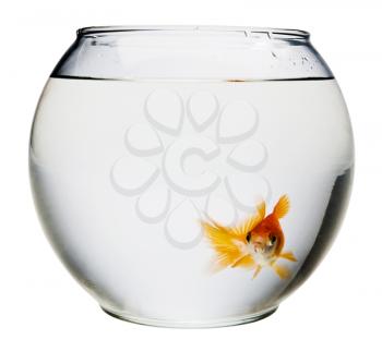 Goldfish in a fishbowl isolated over white