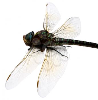Dragonfly isolated over white