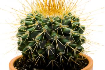 Plant of Cactus in a pot isolated over white