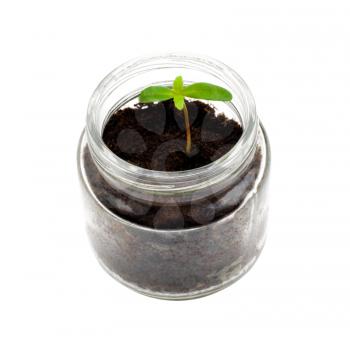 Seedling in a jar isolated over white