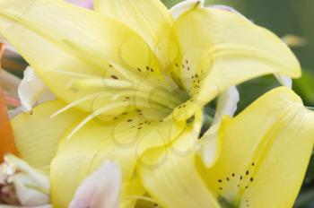 Close-up of Lily flowers