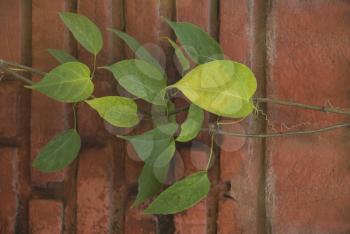Ivy on a wall, Gurgaon, Haryana, India