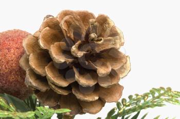 Close-up of a Christmas pine cone