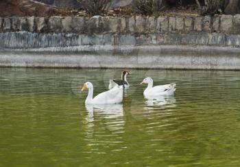 Three ducks swimming in a pond, New Delhi, India