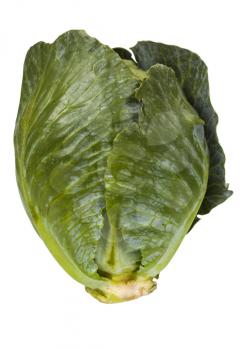 Close-up of a green cabbage
